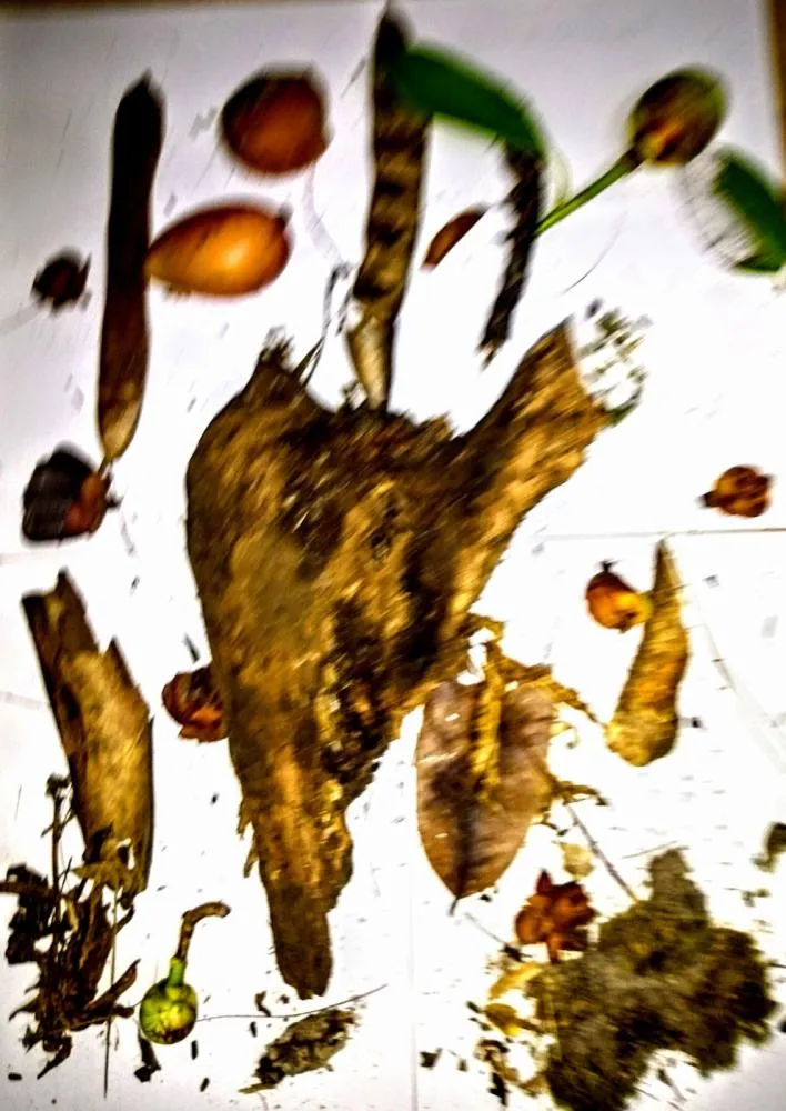 Taurino Ara&uacute;jo - Assemblage: Making Art in the City Park, (2017)