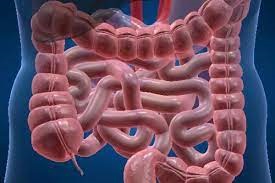 A microbiota intestinal pode guiar para o bem ou para o mal o diabetes e a obesidade