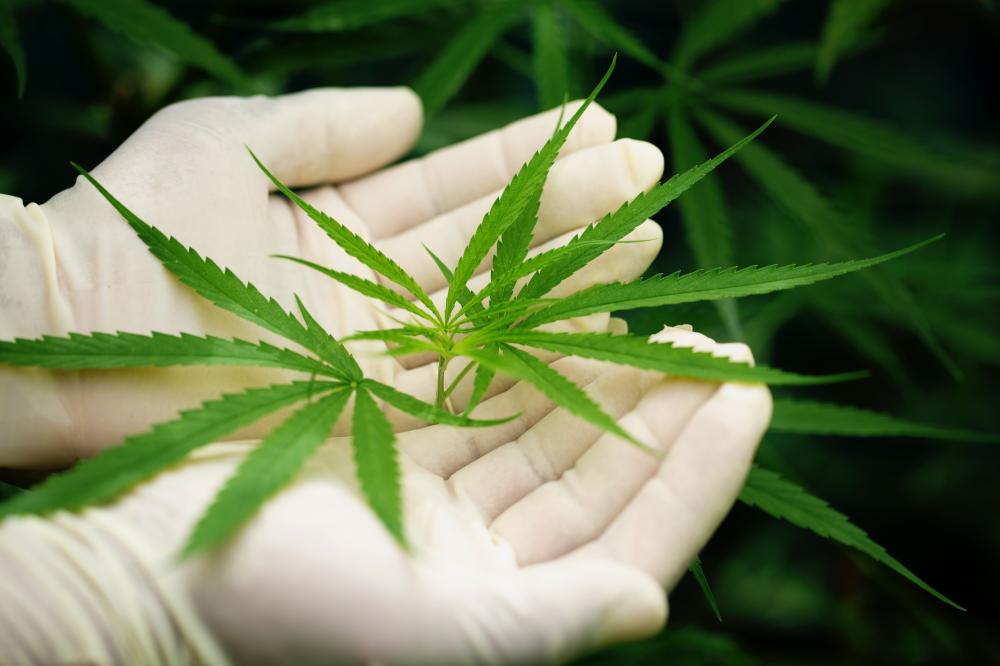 Cannabis tem ação antitumoral