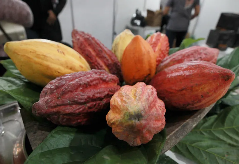 O fruto de ouro é símbolo cultural da região Sul da Bahia. Crédito: Feijão Almeida GovBA