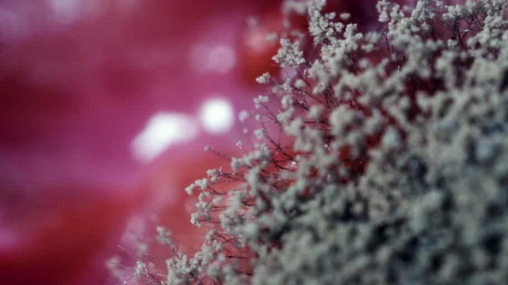 Superfungo: quais são os riscos de surtos de Candida auris no Brasil?