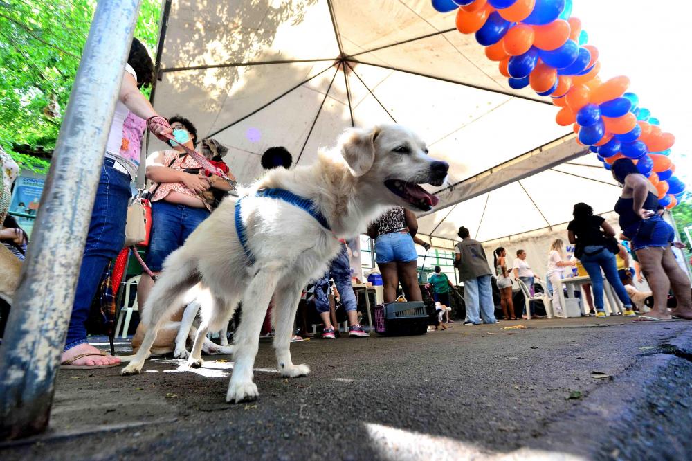 Parque da Cidade recebe “cãominhada” neste domingo (4) 