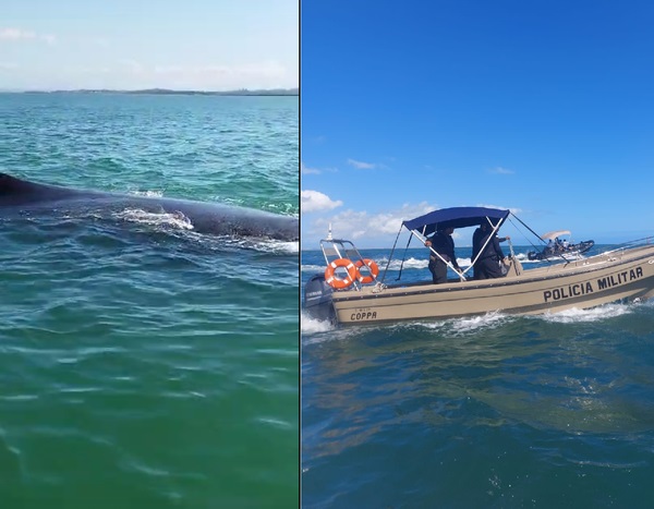 Baleia é resgatada após encalhar em banco de areia em Ilha de Maré
