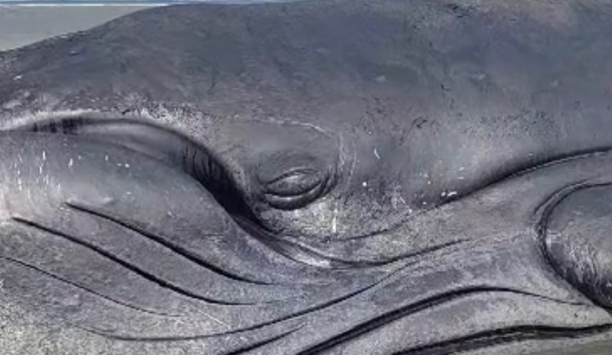 Baleia jubarte encalha em praia de Madre de Deus e parece chorar