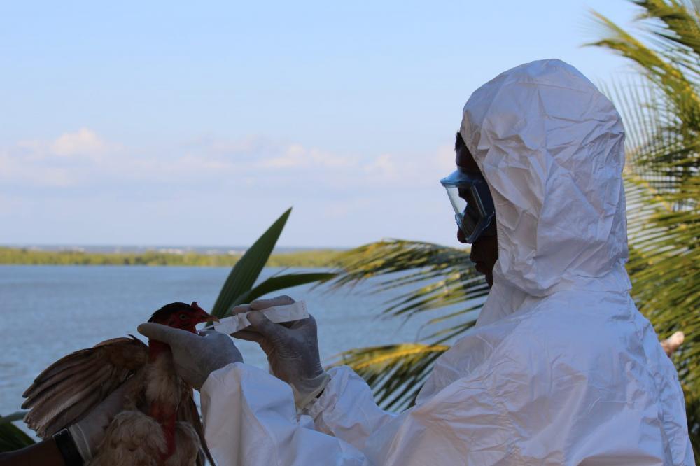 ALERTA! Bahia decreta emergência zoossanitária para influenza aviária H5N1