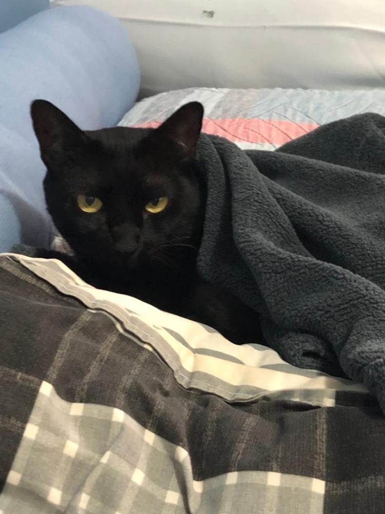 Saiba como proteger seu pet durante o sobe e desce das temperaturas