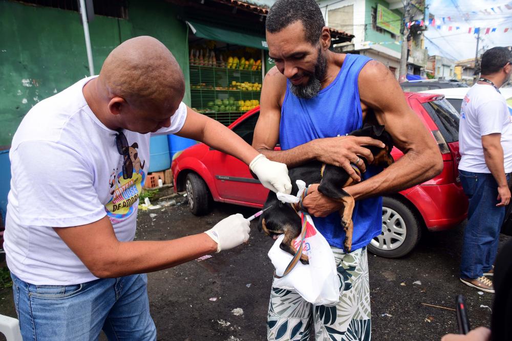 Campanha de Vacinação Antirrábica deve vacinar 249 mil cães e gatos em Salvador 