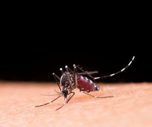 Imunizante contra a dengue começa a ser aplicado em todo país