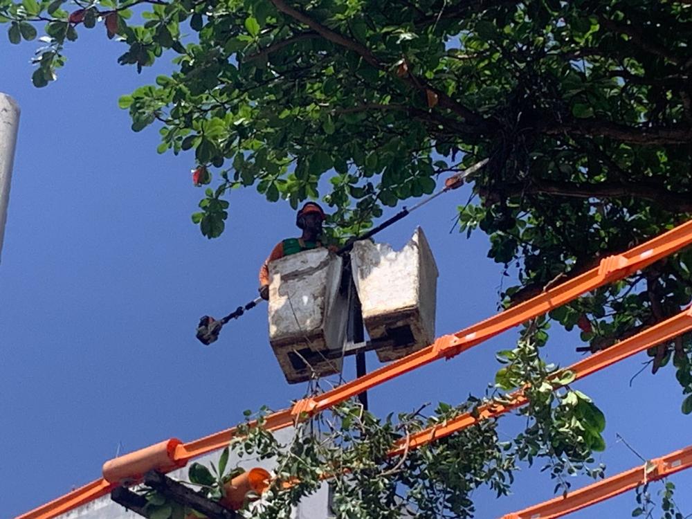 Parceria entre Seman e Coelba promoverá mutirão de podas de árvores na cidade 