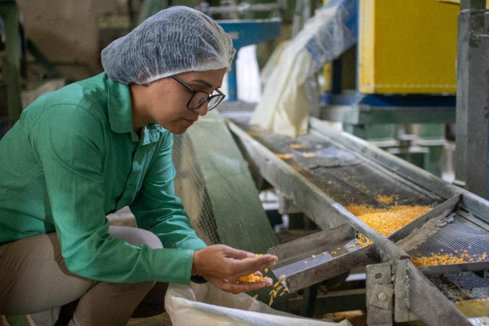 Assistência técnica na produção de milho não-transgênico promove elevação de faturamento na Copirecê 