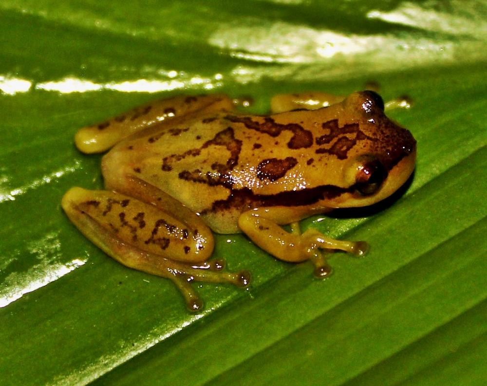 Cientistas descobrem nova espécie de anfíbio e a batizam com homenagem à capoeira
