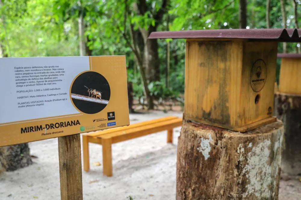 Meliponário municipal é instalado pela Prefeitura no Jardim Botânico
