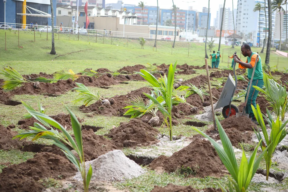 Secis realiza plantio de 2 mil mudas de coqueiro na orla do Jardim de Alah