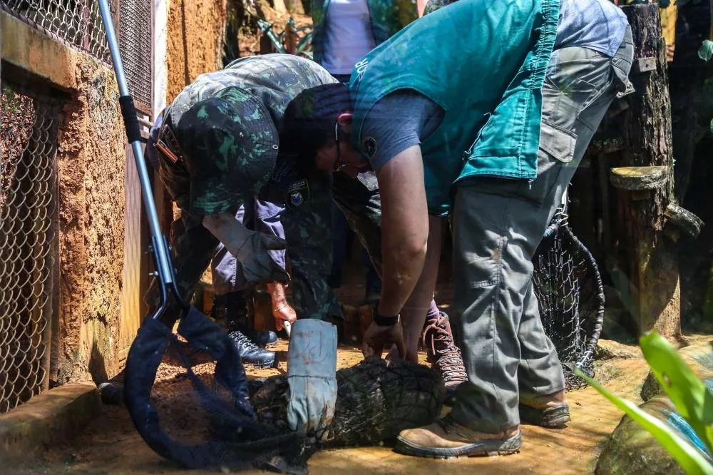 Guarda Municipal já recolheu mais de 1 mil animais silvestres em Salvador em 2024