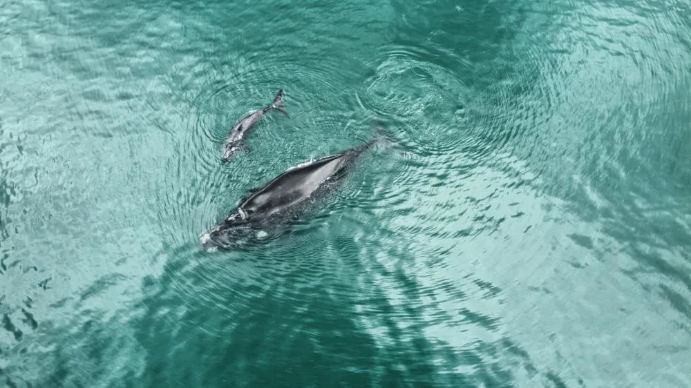 Baleia e filhote são vistos na área do Porto de Salvador 