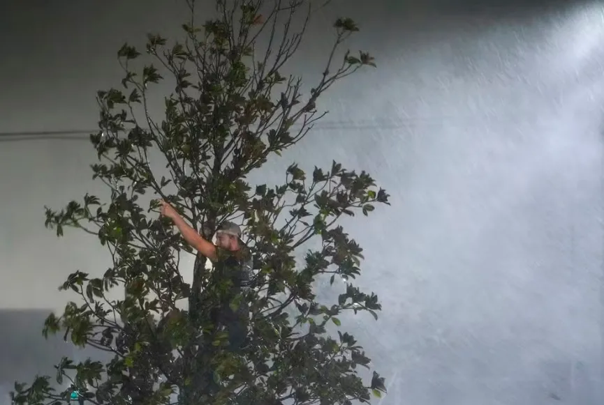 Homem em cima de árvore durante a passagem do furacão Milton em Tampa, na Flórida — Foto: Julio Cortez/AP
