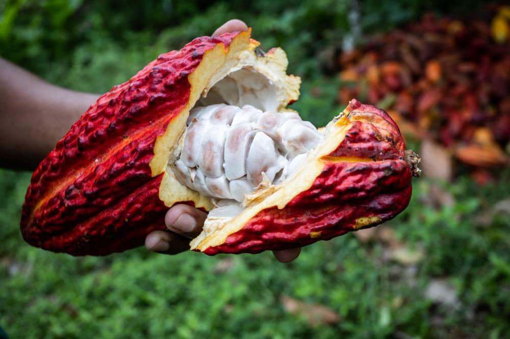 Bahia celebra Dia do Cacau com melhoria na produção de amêndoas e chocolates de qualidade